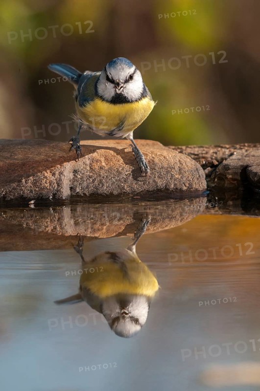 Blue tit, parus caeruleus, bath, bird bath, birds, high size, portrait format, tits, passeri, songbirds, tits, potions, birdbath, birds, watering place