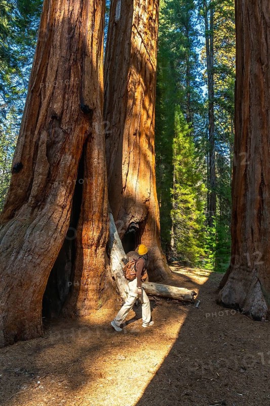 Hiker with a backpack and yellow hat walking through a forest of massive giant sequoia trees, exploring the natural beauty and immense scale of the landscape under dappled sunlight