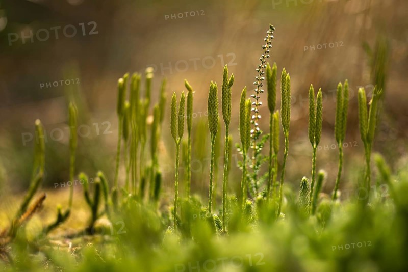 Bearlops, Vascular Plants, Clubbearlop, Lycopodiaceae, Lycopodium Clavatum, Tracheophyta, Wolfclaw, Bearlop, Flora, Ground Pine, Plants, Running Clubmoss, Stag's-Horn Clubmoss, Stag's-Horn Clubmoss