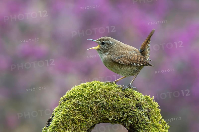 Wren (Troglodytes troglodytes), perched on a moss-covered root, Schwaz, Tyrol, Austria