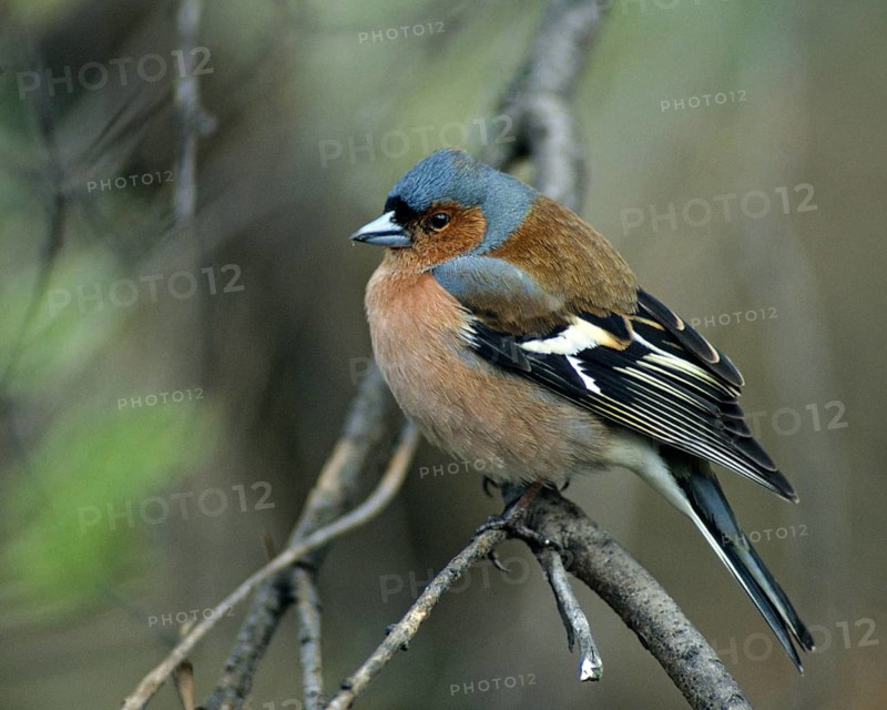 Chaffinch, Fringilla Coelebs, Birds, Male, Passeri, Songbirds, Birds