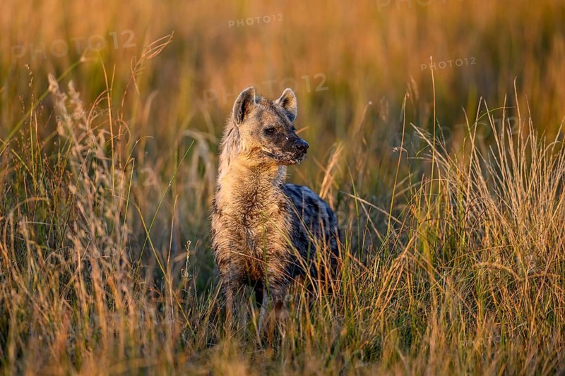 Spotted hyena (Crocuta crocuta) in the tall grass near Atzaró Camp, Okavango Delta, North-West District, Botswana