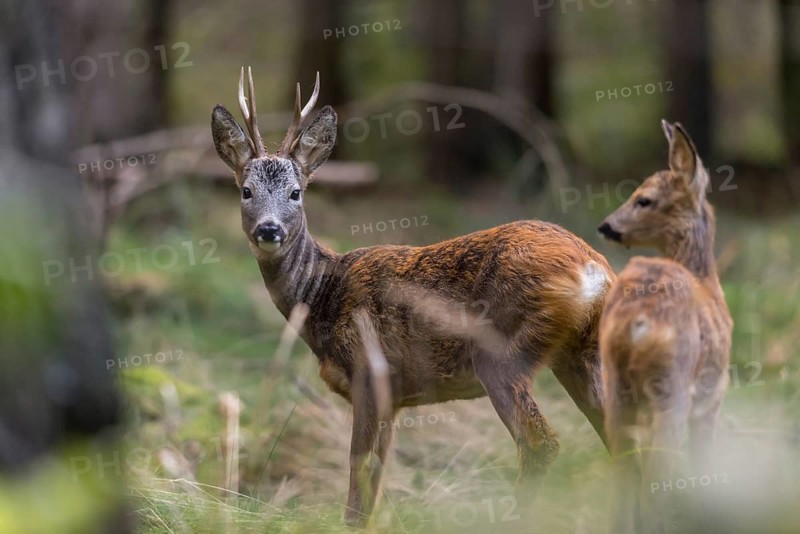 Artiodactyla, Capreolus capreolus, even-toed ungulate, cloven-hoofed, roe deer, roe deer, buck, mammals, roebucks, mammals