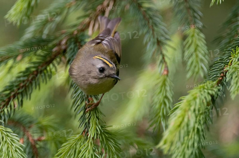Goldcrest, golden chicken, Regulus regulus, winter golden chicken, birds, passeri, songbirds, birds