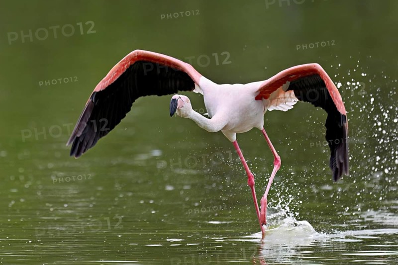 Pink flamingo (Phoenicopterus roseus), taking departure, Camargue Regional Nature Park, southern France, France