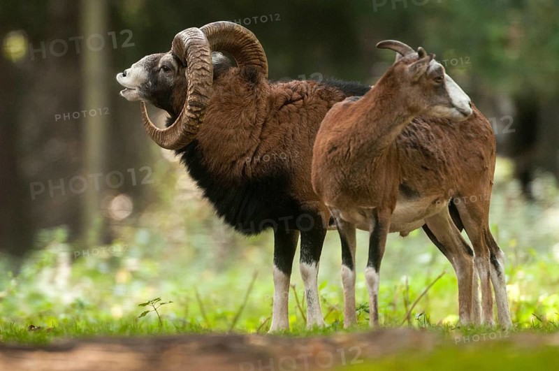 Artiodactyla, even-toed ungulate, mouflon, mouflon, mouflon, ovis gmelini musimon, cloven-hoofed, rutting, fleeing, mammals, sheep, mammals, rams, game