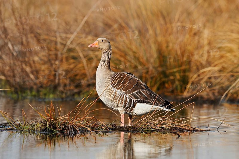 Greylag goose (Anser anser) standing on the bank, North Rhine-Westphalia, Germany