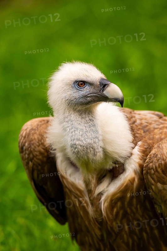 Griffon Vultures (Gyps fulvus), portrait, bavaria, Germany