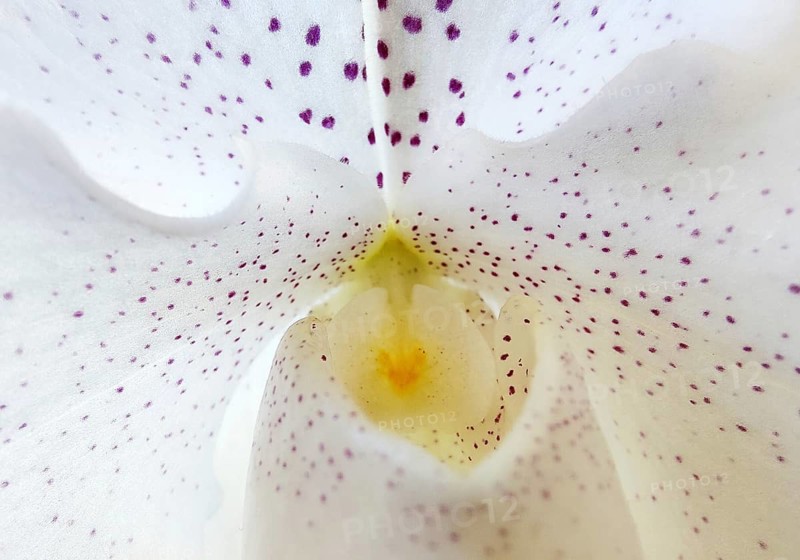 Phalaenopsis orchid white petals with purple speckles, close-up, Witten, North Rhine-Westphalia, Germany
