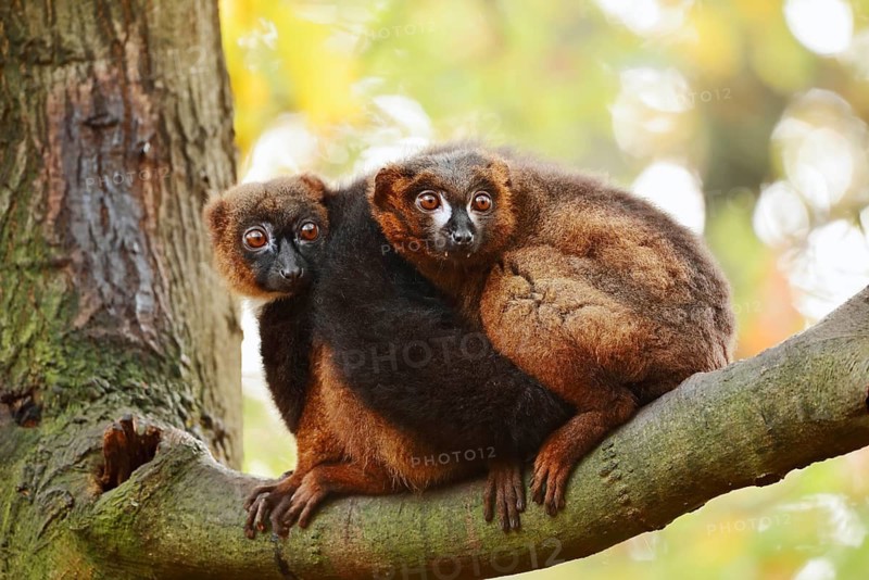 Red-bellied lemur (Eulemur rubriventer), male and female perched on a branch, in captivity, found in Madagascar