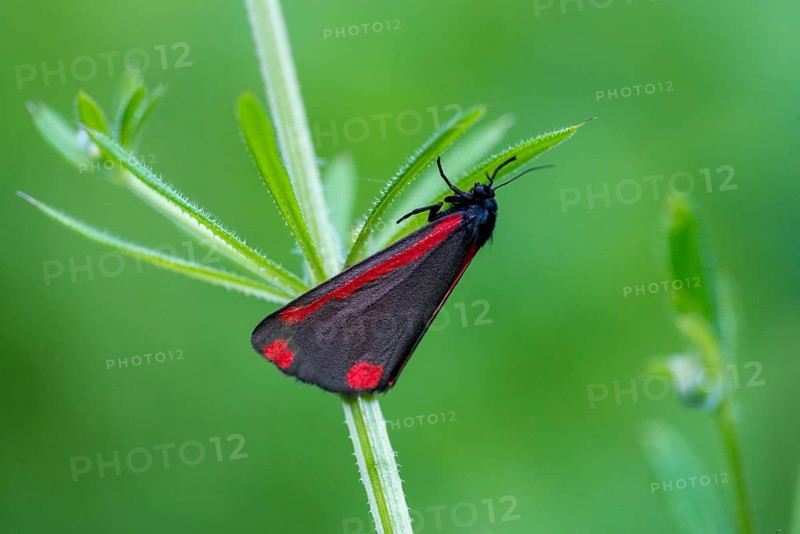 Blood bear, jacobscraut bear, carmine bear, Tyria jacobää, butterfly, cinnabar moth, insects, moths, moths, butterfly