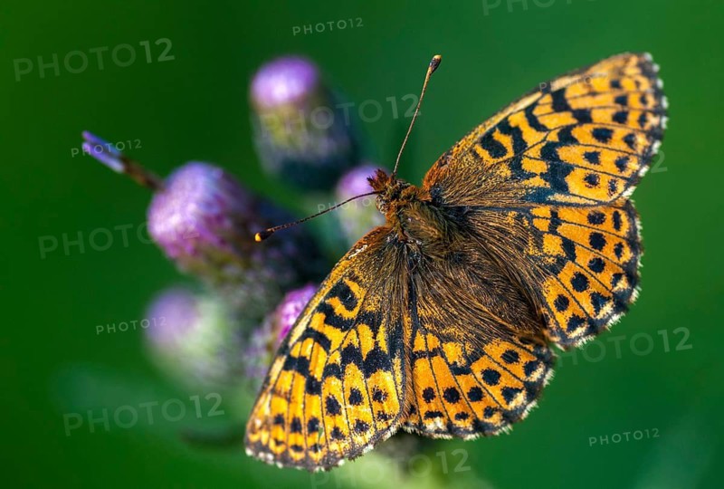 Boloria aquilonaris, cranberry fritillary, high moor mother-of-pearl butterfly, cranberry moth, butterfly, insects, butterfly, butterflies