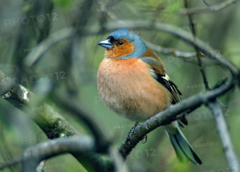 Chaffinch, Fringilla Coelebs, Birds, Leo, Male, Passeri, Songbirds, Birds
