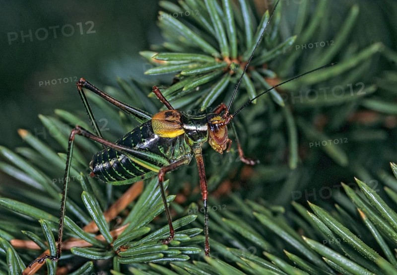 Barbitistes Constrictus, Eastern Saw-Tailed Bush Cricket, Grasshoppers, Softwood Sabre, Grasshoppers, Locusts, Insects, Leo