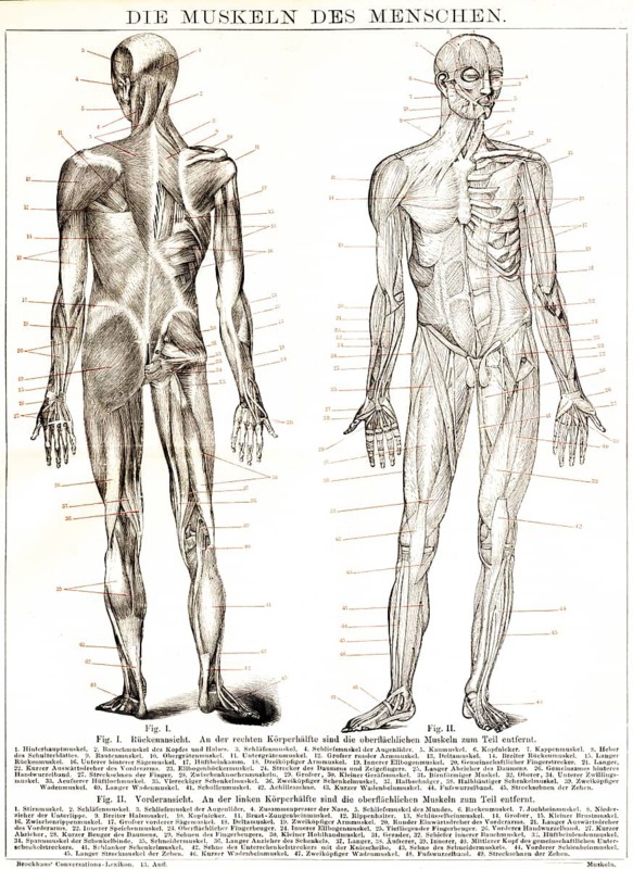 Human muscles, back view and front view of a man, body, head, leg, foot, arm, hand, fingers, back, muscle groups, smooth muscles, heart muscles, skeletal muscles, organ system, musculus, tissue, interior, medicine, system, tendons, text, explanations, lettering, details, 19th century, historical illustration 1885