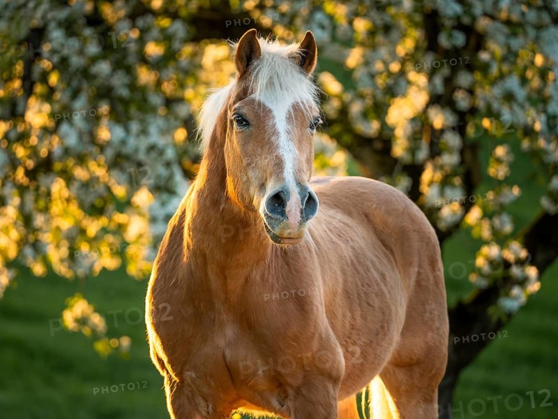Horse, Haflinger, portrait, gelding, in spring, evening sun, blossoming trees in the background