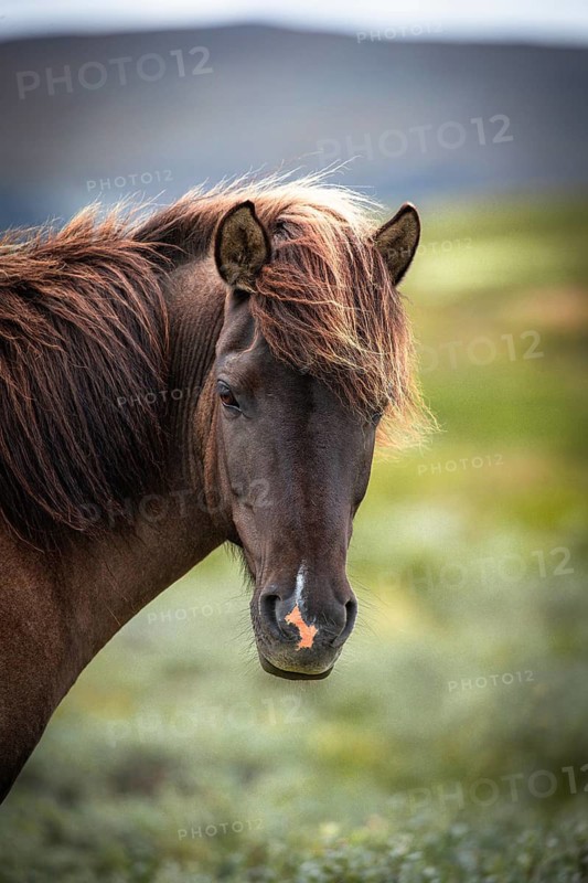 Portrait of a brown horse with a gentle but alert look, Norwegian fjord horses, in the tundra, landscape, half-wild horse Dovrefjell National Park, Oppdal, Norway