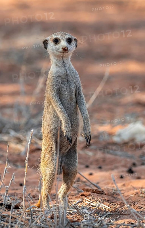 Standing meerkat (Suricatta suricata), on guard, Kgalagadi Transfrontier Park, Northern Cape, South Africa