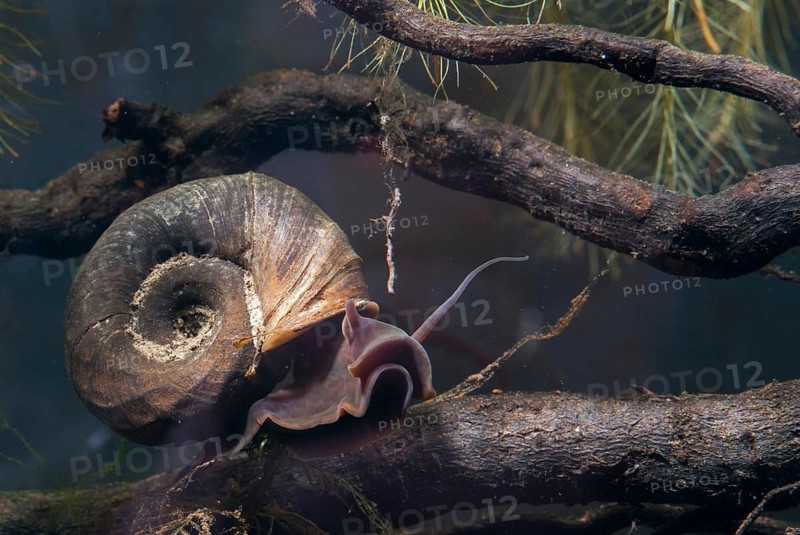 Great Ram's Horn snail, planorbarius corneus, posthorn snail, gastropod, mollusca, snails, molluscs