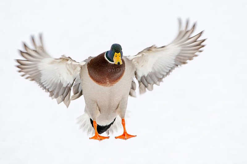 Flying mallard (anas platyrhynchos) in the snow, Vechta, Lower Saxony, Germany