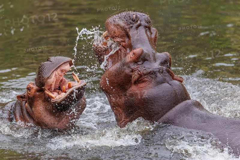 Two adult hippos (Hippopotamus amphibius) are fighting in the water with their mouths wide open. Democratic Republic of the Congo, Uganda, Tanzania, Kenya, Ethiopia, Somalia, Sudan, Gambia, South Africa
