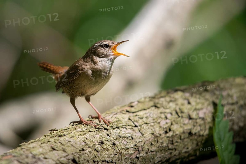 Troglodytes troglodytes, wren, birds, song, passeri, singing, songbirds, birds