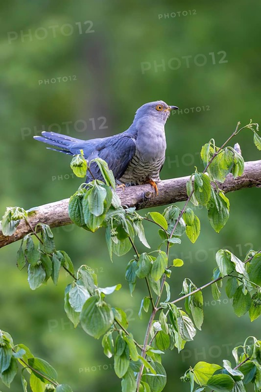 Cuckoo (Cuculus canorus), male, perched on a branch, Littlewood Ranch, Limbach, Burgenland, Austria