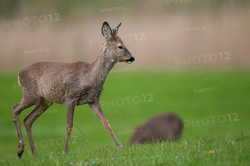 Artiodactyla, Capreolus capreolus, even-toed ungulate, cloven-hoofed, roe deer, mammals, mammals