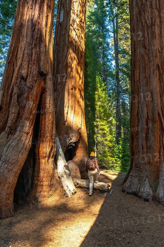 Person with a backpack and yellow hat walking on a sun dappled trail through a grove of massive sequoia trees, exploring the ancient forest in a national park
