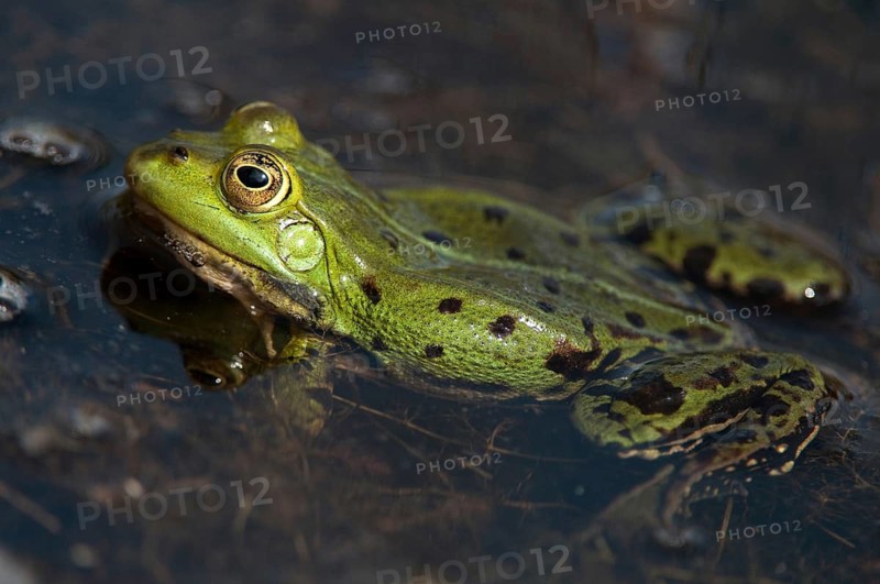 Green frog, pelophylax spec., rana spec., water frog, amphibians, amphibians, frog, frog, frogs, amphibians
