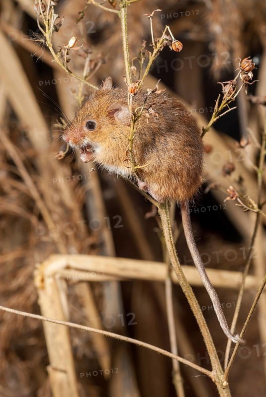 Harvest mouse, Micromys minutus, rodents, rodentia, dwarf mouse, high size, portrait format, mammals, mouse, muroids, rodents, mammals