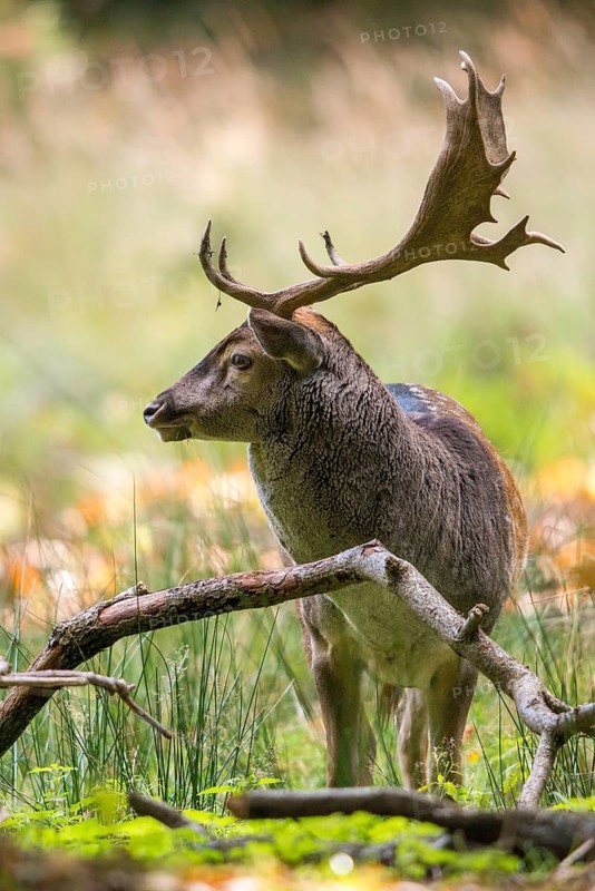 Dama dama, fallow deer, fallow deer, high size, vertical format, mammals, shovelers, mammals