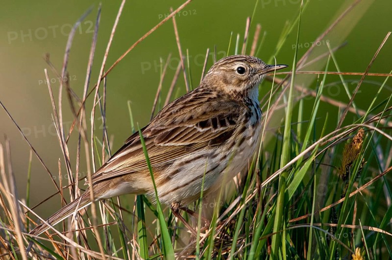 Anthus pratensis, meadow pipit, meadow pieper, birds, passeri, songbirds, birds