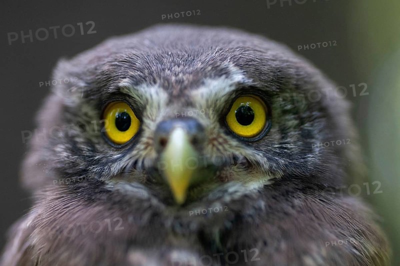 Glaucidium passerinum, pygmy owl, passerine owl, birds, owls, adolescent, juvenile, owls, strigiforms, birds
