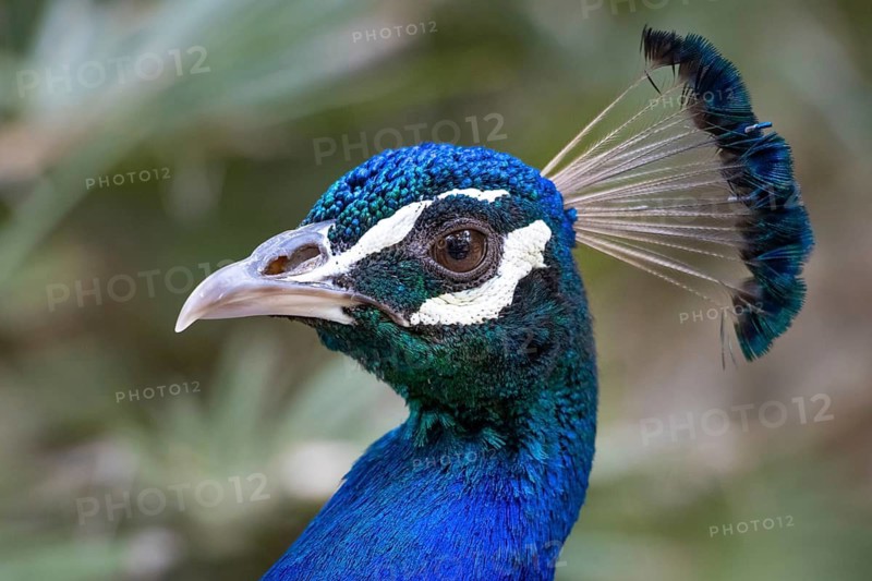 A peacock struts through the La Reserva nature park Park, La Reserva Park, Majorca, Spain