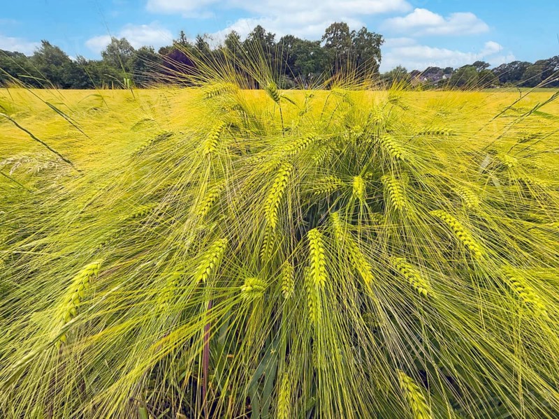 Wide-angle close-up of barley (Hordeum vulgare) in a large field, plant species from the sweet grass family, Germany