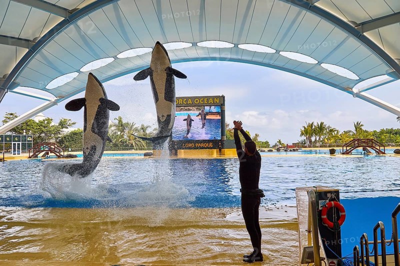 Two killer whales jumping synchronised during a show with a trainer in the water park, Orca (Orcinus orca), whale, killer whale, orca show, Loro Parque, Puerto de la Cruz, Tenerife, Canary Islands, Spain