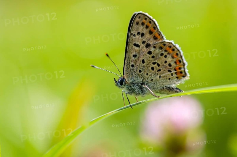 Brown moth, Lycaena tityrus, sulfur bird, sooty purple-edged copper, birds, butterfly, insects, butterfly, butterflies, butterflies