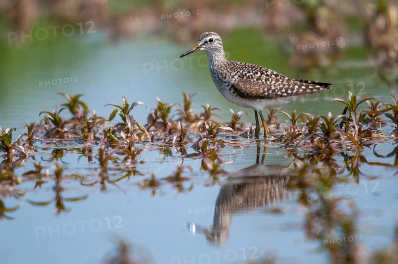 Bruchwasserlaeufer, tringa glareola, wood sandpiper, birds, charadriiformes, limikolen, mirror, snipe birds, scolopacidae, mirror image, birds, waders, waders