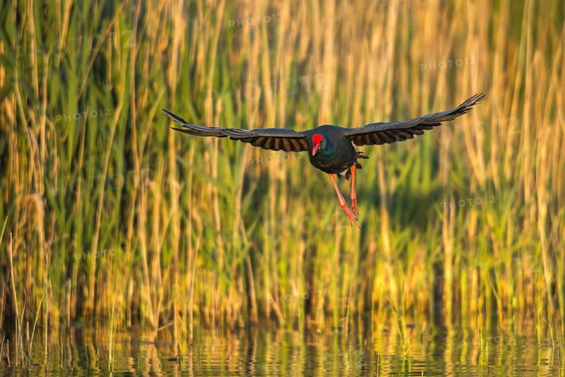 Granelli, Italy, Pantano Cuba lagoon, Pantani Cuba and Longarini, porphyrio porphyrio, purple gallinule, purple swamps, purple grouse, migratory bird sanctuary Pantani Cuba & Longarini, birds, gruiformes, Italy, crane birds, rails, rallidae, Sicily, foundation pro biodiversity, sultana bird, birds