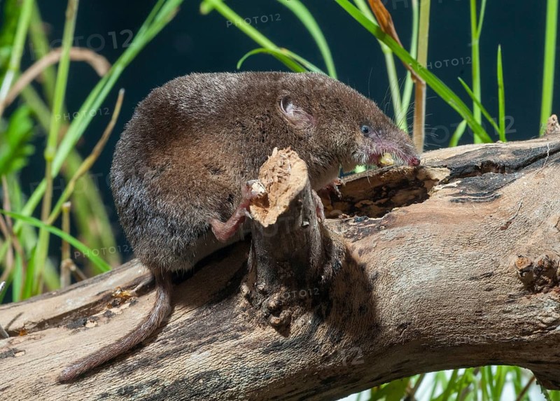 Common shrew, insectivora, insectivora, sorex araneus, wood shrew, mammals, shrew, mammals