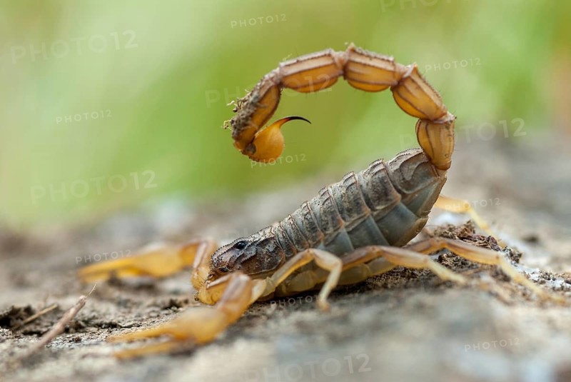 Arachnida, Buthus occitanus, common xellow scorpion, field scorpion, rock scorpion, yellow scorpion, yellow desert scorpion, scorpiones, arachnids, arthropods, extremadura, arthropods, arthropods, scorpions, Spain