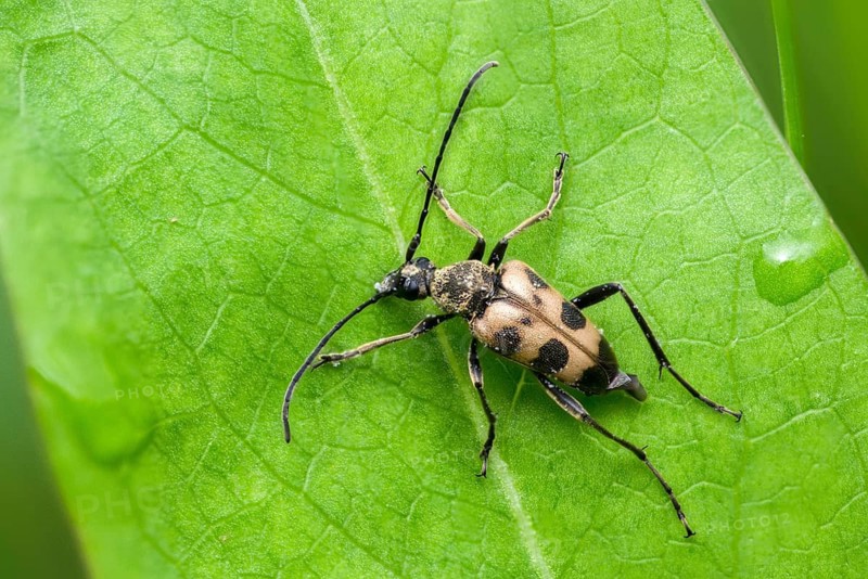Flower buck, cerambycidae, spotted flower buck, judolia cerambyciformis, pachytod cerambyciformis, speckled longhorn beetle, beetle, longhorn beetle, coleoptera, insects, beetles