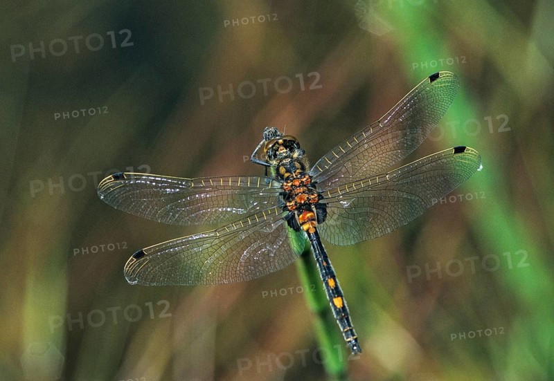 Little moss maiden, leucorrhinia dubia, white-faced darter, anisoptera, damselflies, dragonflies, insects, insects, leo, dragonflies, male, odonata