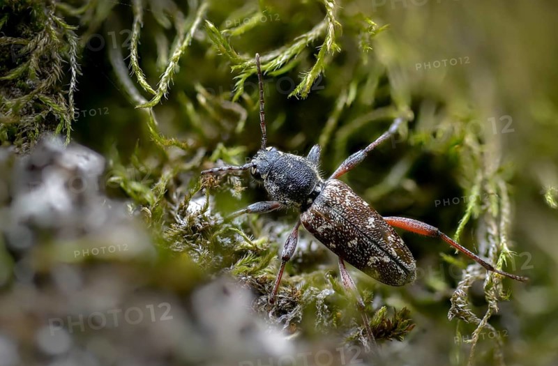 Aspen zebra beetle, cerambycidae, dark woodpiper, gray aspen buck, wood wasp, xylotrechus rusticus, beetle, longhorn beetle, coleoptera, insects, beetles