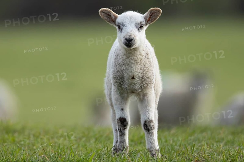 Domestic sheep (Ovis aries) juvenile baby lamb farm animal in a grass field in spring, England, United Kingdom