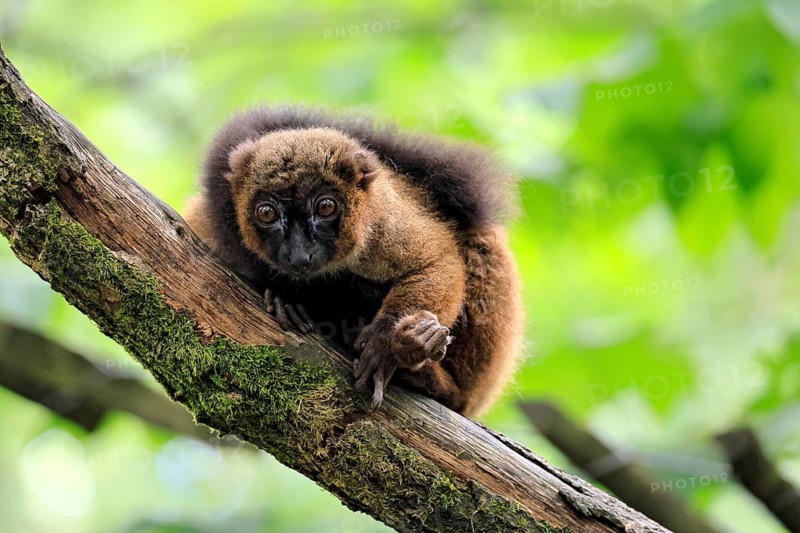 Red-bellied lemur (Eulemur rubriventer), adult female, on a tree trunk, alert, Madagascar