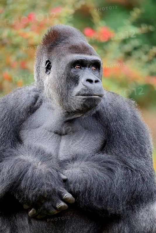 Western lowland gorilla (Gorilla gorilla gorilla), male, silverback, in captivity, found in Africa