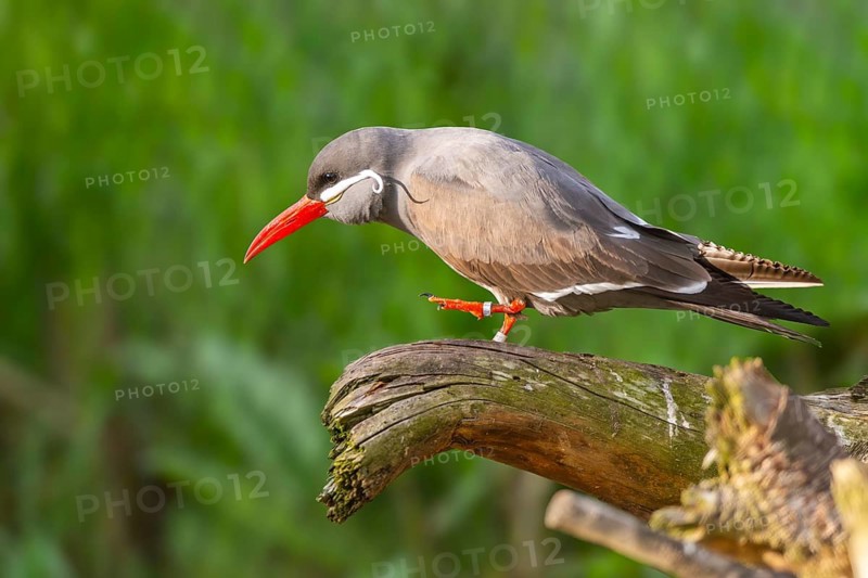 Inca tern (Larosterna inca) sitting on a branch, captive, distribution south america