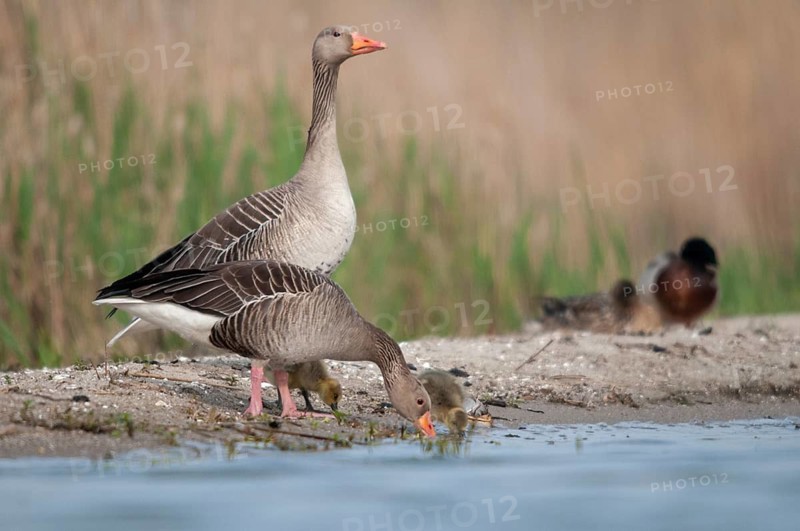 Anser Anser, Greylag or Graylag Goose, Grelag Goose, Anatidae, Birds, Duckbirds, Goose, Geese, Birds, Waterbirds